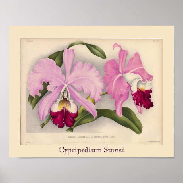 ’Cypripedium Stonei’, Linden Orchid Poster (Framsidan)