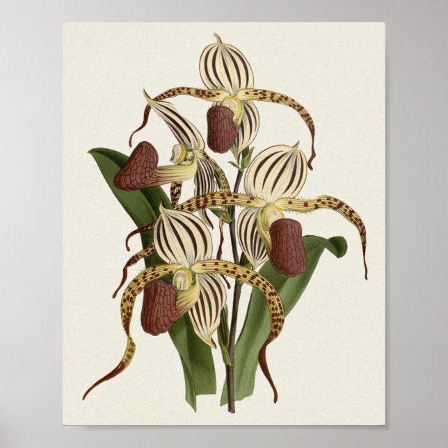 Cypripedium Stonei Poster (Framsidan)