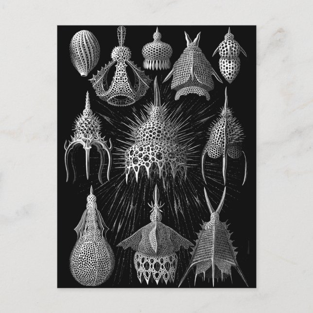 Cyrtoidé Vykort (Framsida)