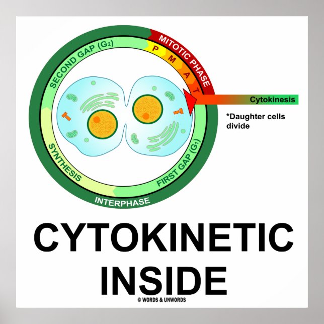 Cytokinetisk insida (Cytoplasm Division Mitosis) Poster (Framsidan)