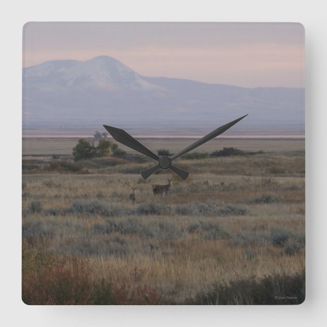 D10 Vitstjärtad Hjort Backe Fyrkantig Klocka (Framsida)