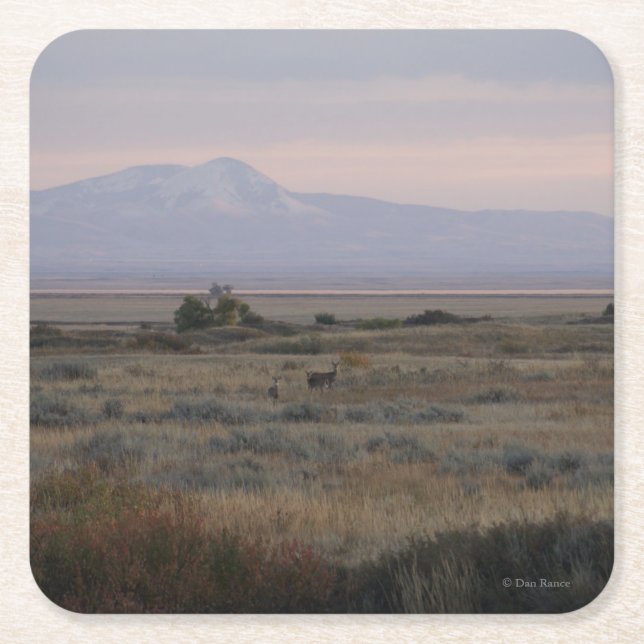 D10 Vitstjärtad Hjort i Sandhills Underlägg Papper Kvadrat (Framsidan)