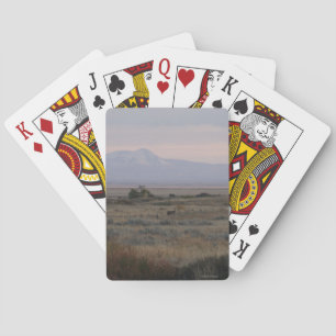 D10 Vitstjärtad hjort och Sweet Grass Hills Casinokort