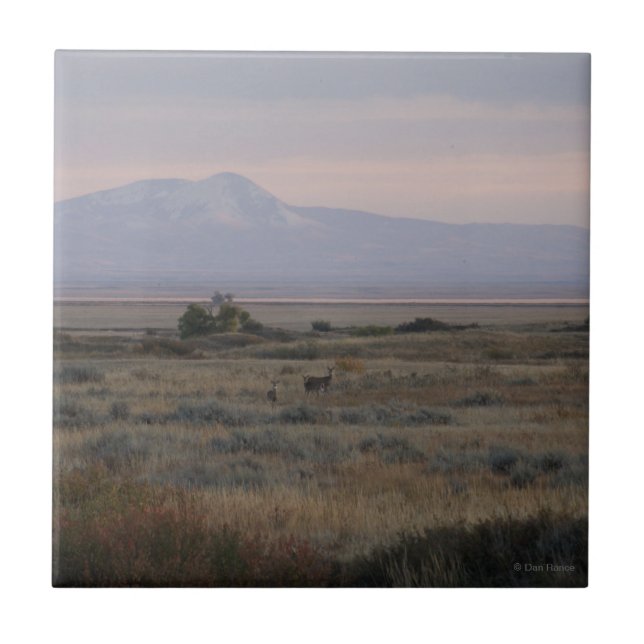 D10 Vitstjärtad hjort och Sweetgrass Hills Kakelplatta (Framsidan)