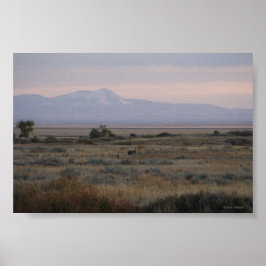 D10 Vitstjärtad hjort Sweet Grass Hills Poster