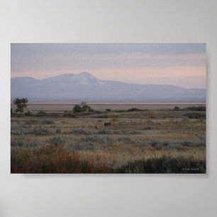D10 Vitstjärtad hjort Sweet Grass Hills Poster