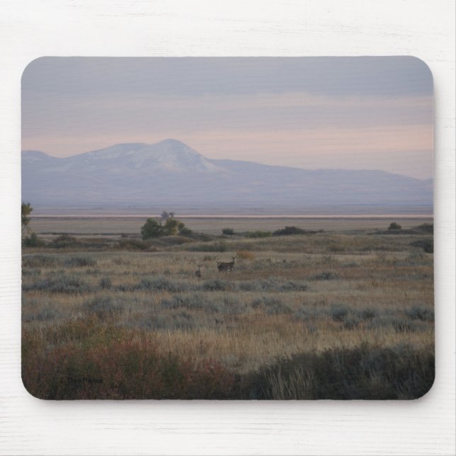 D10 Vitstjärtad pigg och sötad Backe Musmatta (Framsidan)