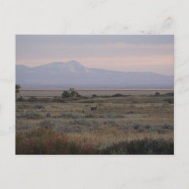 D10 Whitetail gör Sweet och Grass Backe Vykort