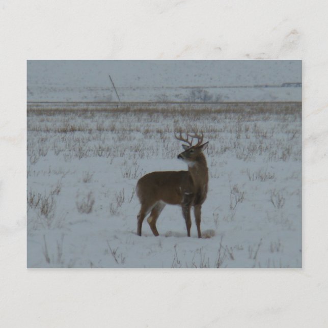 D11 Vit svanshjort Stor bock i snö Vykort (Framsida)