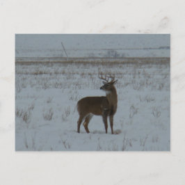 D11 Whitetail Hjort Big Buck i Snö Vykort