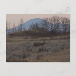 D12 Mula hjortbock och Sweet Grass Hills Vykort