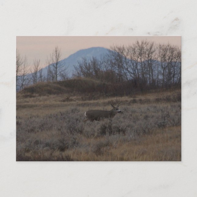 D12 Mula hjortbock och Sweet Grass Hills Vykort (Framsida)