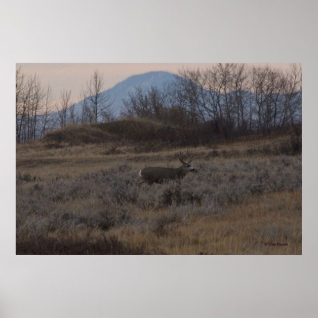 D12 Mule Hjort Buck och Sweet Grass Backe Poster (Framsidan)