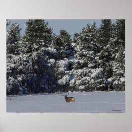 D17 Mule Hjort Buck in Snowy SpruceTrees Poster