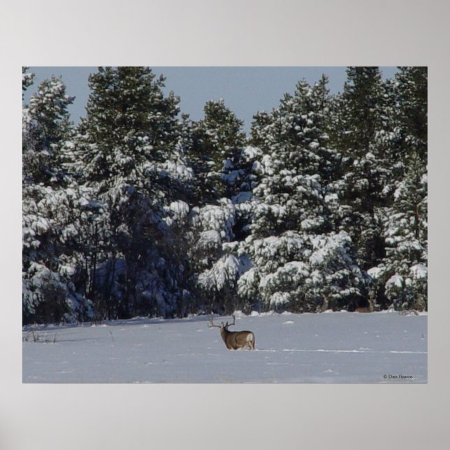 D17 Mule Hjort Buck in Snowy SpruceTrees Poster (Framsidan)