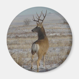 D20 Mula Hjortbock i Snö Magnet