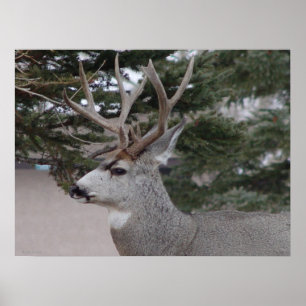 D25 Mula Hjort Hanne Poster