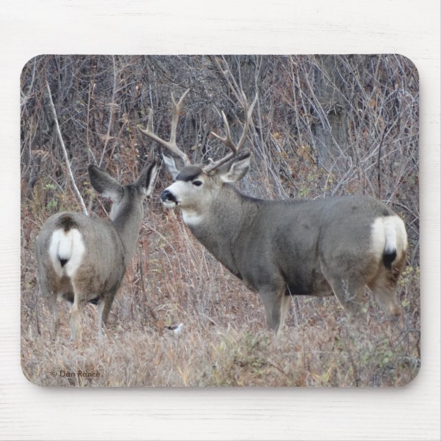 D29 Åsnhane och Åsnko Musmatta (Framsidan)