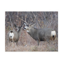 D29 Mule Hjort Buck and Doe