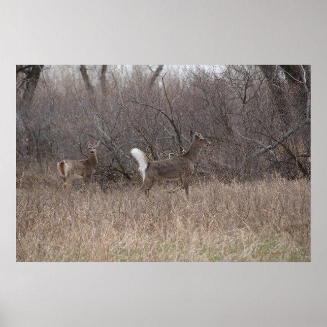 D2 Svartstjärt Hjort Bucks i Cottonwood Poster (Framsidan)