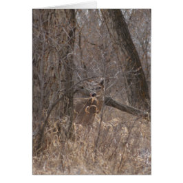 D2 Vitstjärt Hjort i Cottonwood Träd Hälsningskort
