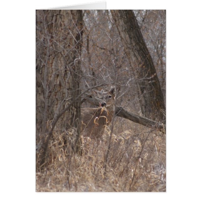 D2 Vitstjärt Hjort i Cottonwood Träd Hälsningskort (Framsidan)