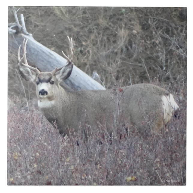 D32 Mula Hjort Tjuv Kakelplatta (Framsidan)
