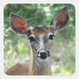 D33 Vitstjärt Hjort Dodekal Fyrkantigt Klistermärke