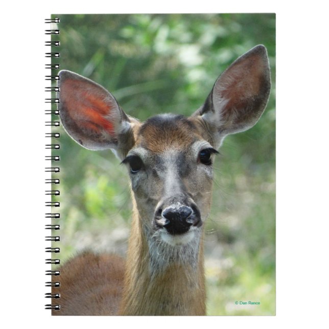 D33 Vitstjärtad Hjort Doe Anteckningsbok (Framsidan)