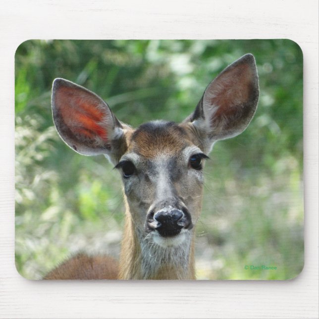 D33 Vitstjärtad hjort hona musmattor (Framsidan)