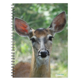 D33 Vitstjärtad hjorthona Anteckningsbok