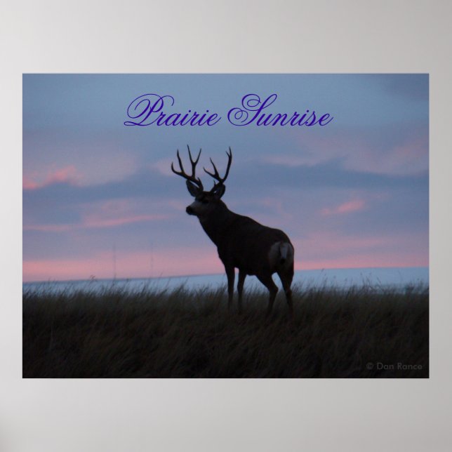 D3 Mule Deer Soluppgång Buck Poster (Framsidan)