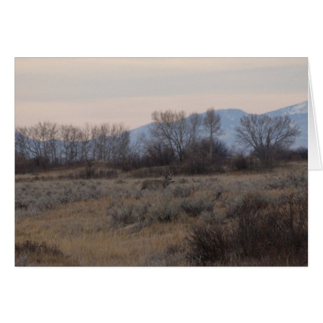 D4 Mula hjortbock och Sweet Grass Hills Hälsningskort (Framsidan Horizontal)
