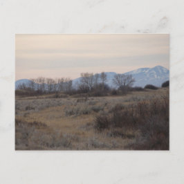 D4 Mule Hjort Buck och Sweet Grass Backe Vykort