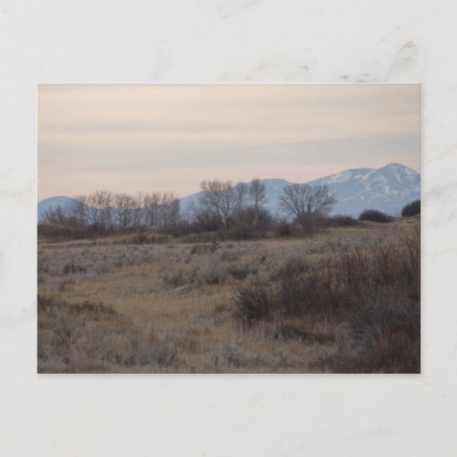 D4 Mule Hjort Buck och Sweet Grass Backe Vykort (Framsida)