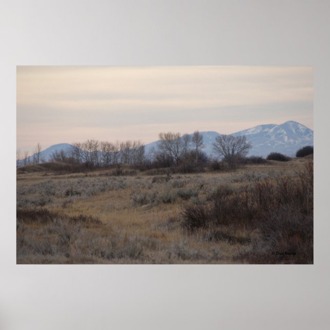 D4 Mullhjort Sweet Grass Hills Poster (Framsidan)