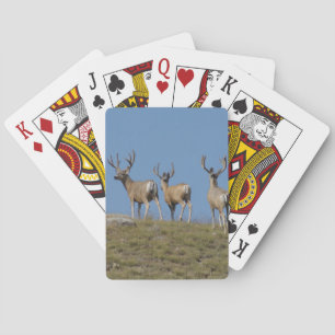 D9 Mulehjortar i sammetsklädda antler mot himlen Casinokort