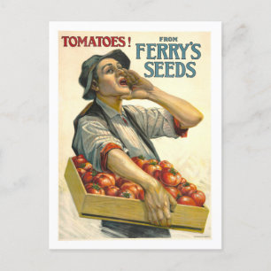 D.M. Ferry Vintage Tomato Seed Advertisement Vykort