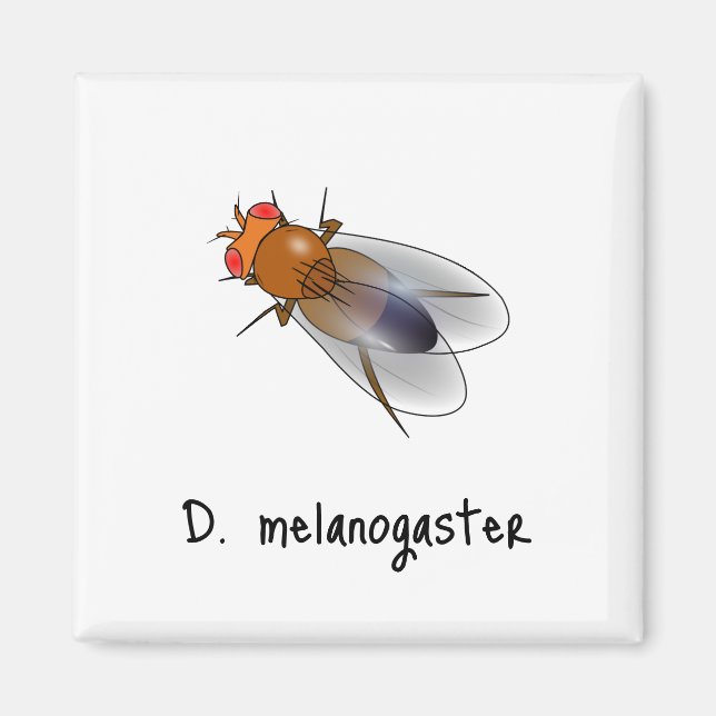 D. Melanogaster magnet (Framsidan)
