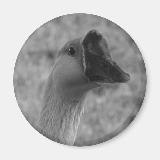 da gås magnet (Framsidan)