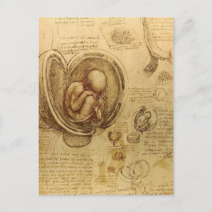 da Vinci - Embryo Sketch Vykort