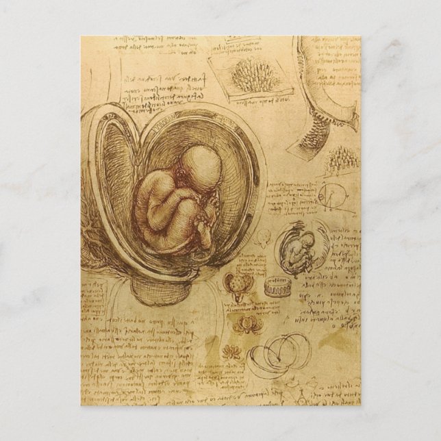 da Vinci - Embryo Sketch Vykort (Framsida)
