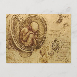 da Vinci - Embryo Sketch Vykort