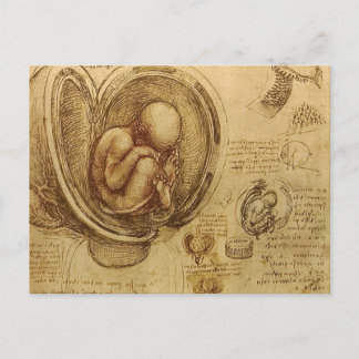 da Vinci - Embryo Sketch Vykort