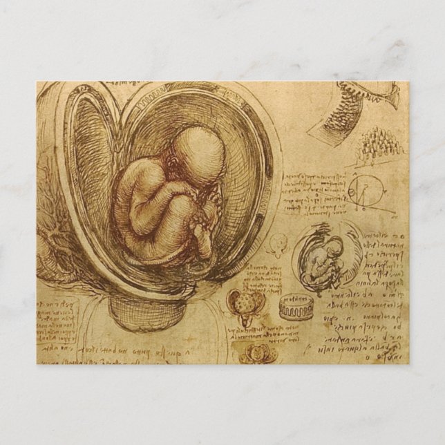 da Vinci - Embryo Sketch Vykort (Framsida)