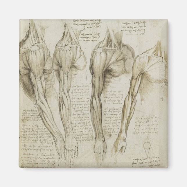 Da Vincis Anatomy Human Arm Magnet (Framsidan)