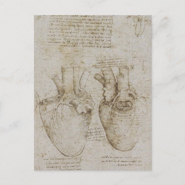 Da Vinci's Human Heart Anatomy Sketches Vykort (Framsida)