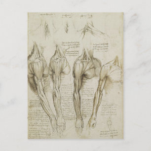 Da Vinci's Human Skeleton Anatomy Sketches Vykort