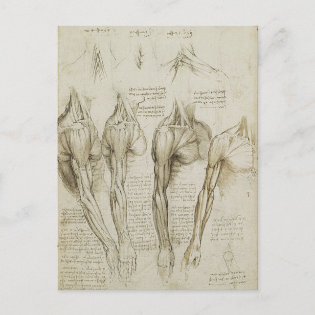 Da Vinci's Human Skeleton Anatomy Sketches Vykort (Framsida)