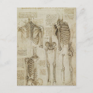Da Vinci's Human Skeleton Anatomy Sketches Vykort